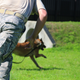 Illustration for article titled What It’s Like To Be Attacked By An Attack Dog